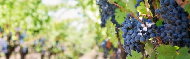 Zasadi je jednom i godinama bereš: Puzavica koja pravi hlad i daje najslađe grožđe