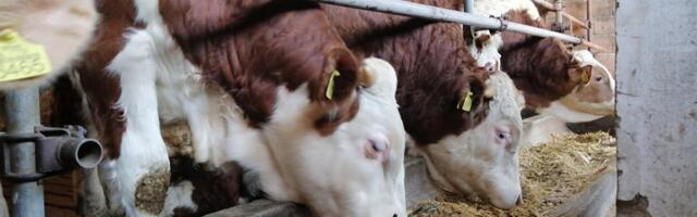 Glamočić: Za svako priplodno grlo podsticaj do 50 odsto