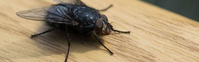 Pospite ovo po kući i rešićete se muva na sasvim prirodan način: Beže glavom bez obzira