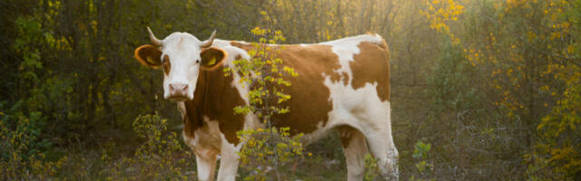 Крава побегла из кланице и отишла у шуму