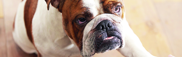 Evo šta psi zapravo vide dok gledaju televiziju