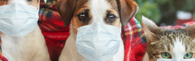 Psi i mačke sa pozitivnim rezultatima moraće da provedu 14 dana u karantinu