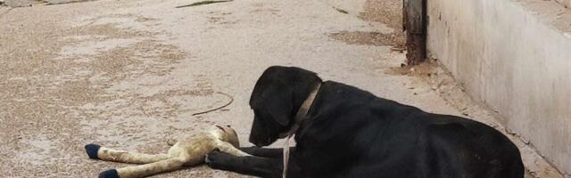 Niš planira uvođenje pasoša za kućne ljubimce, udruženja ljubitelja životinja protiv