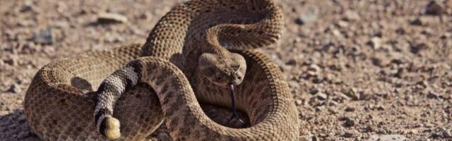 Evo zašto zmije ujedaju ljude: Nikada ne biste POGODILI - ovo je razlog