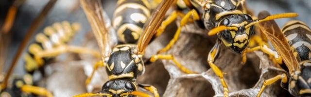 Baštovan otkriva trik sa 4 sastojka: Zamka koja PROVERENO tera ose (VIDEO)