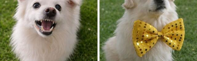 Udomite Fiću iz Beograda, promenio je zube i neće vam jesti papuče: Pas sa pola repa traži svoju sreću