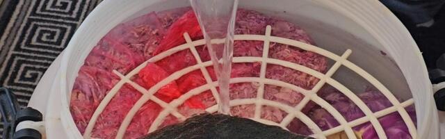 Sačuvajte kiseli kupus sve do leta: Ako ima penu dodajte ovo i nemojte da ga bacate