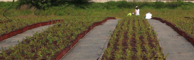 Najisplativija biljka za male površine? Srbija je idealno područje, a izvozna cena dostiže osam evra