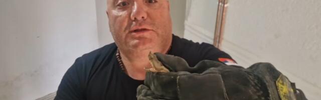 Zatvarajte ulazna vrata! Najveća OTROVNICA ušla u kuću u Vranju: Objavljen snimak od kog se diže kosa na glavi