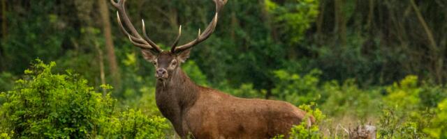 Bambi na jugu Srbije – niško lovište postalo bogatije za 15 jelena
