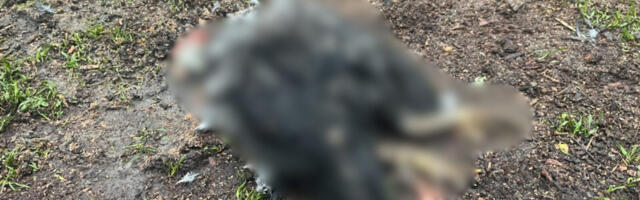 PSI LUTALICE IH ŽIVE RASTRGLI! Užas kod Čačka, meštani zatekli stravičan prizor (FOTO)