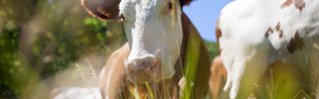 Kravu u Bavarskoj lišili slobode: Jurili je dronom i uspavali puškama