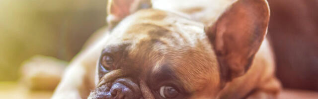 Promenili zakon zbog jednog psa