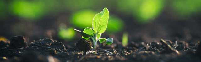 Velike porcije gladi