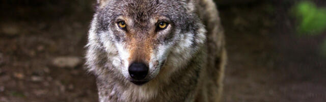 VUK NAPAO DETE! Izdato hitno upozorenje da se izbegava ova šuma, lovci kreću u hajku