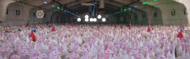 Ćurke na farmama u Arkanzasu ŽRTVE iživljavanja zaposlenih: Javnost ZGROŽENA snimcima i detaljima istrage