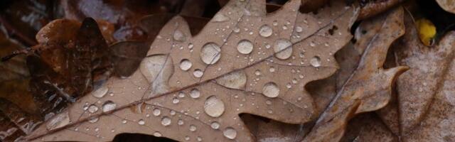 I sledeća nedelja u Novom Sadu nestabilna: Biće sunca, biće kiše