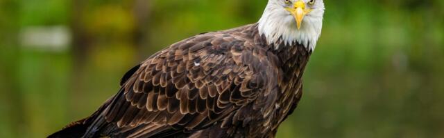 Ako samo PODIGNETE PERO ove ptice, možda ćete morati da prodate kuću kako biste platili kaznu