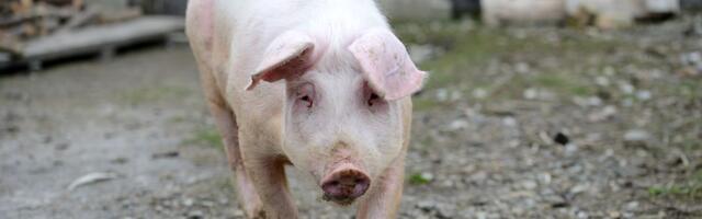 Prasad i svinje pred praznike: Cene skaču u Obrenovcu i Banatu, dok u Bačkoj beleže pad