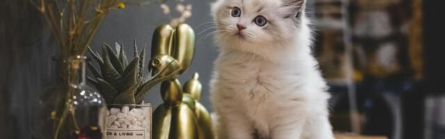 Mačka može da odražava ličnost svog vlasnika