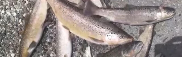 Užasne slike sa Zapadne Morave: Isplivali mrtvi somovi i šarani, neki teže i po 20 kg (FOTO)