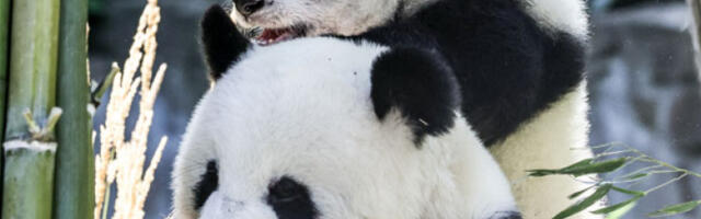 Јапан после пола века остаје без панди