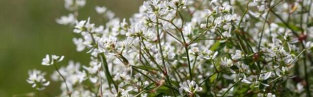 Nismo završili sa hladnoćom, Srbiji preti mraz! Temperatura će ići i do -5