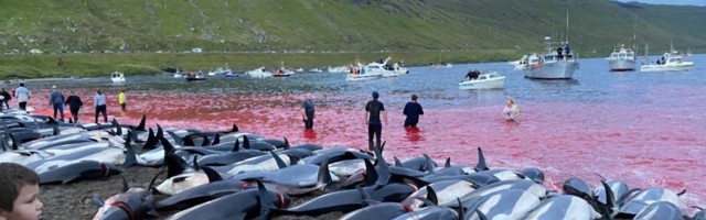 Tradicija ili zverstvo - na Farskim ostrvima ubijeno više od 1.400 delfina za jedan dan