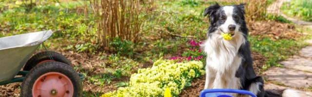 Samo jedan neobičan sastojak može da spasi vašu baštu OD SUŠE
