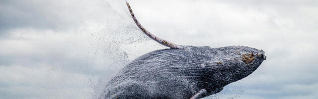 Dronovi menjaju način na koji proučavamo kitove