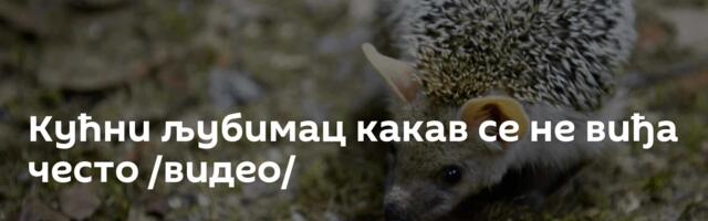Кућни љубимац какав се не виђа често /видео/