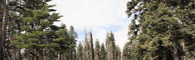 Usred bela dana snimljen nesvakidašnji susret: Meštani ostali u šoku zbog onoga što su videli - ogromna zver izašla pred čoveka