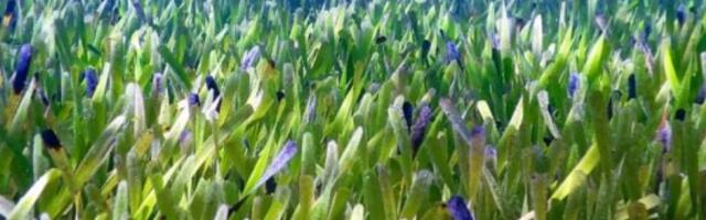 Naučnici otkrili najveću biljku na svetu dugačku preko 180 kilometara