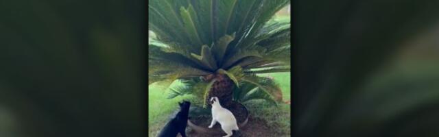 Pet mačaka jurilo miša, uhvaćen neočekivano (VIDEO)