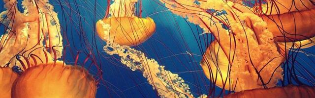 Meduze dremaju kao i mi - i to bi moglo da objasni poreklo sna