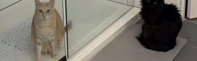 Šta su radile mačke kad je u kući zavladala tišina: Snimak vlasnice iz Severne Karoline obara rekorde