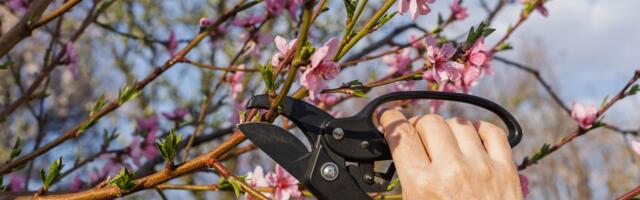 Ako u martu orezujete ove biljke - ove godine neće cvetati