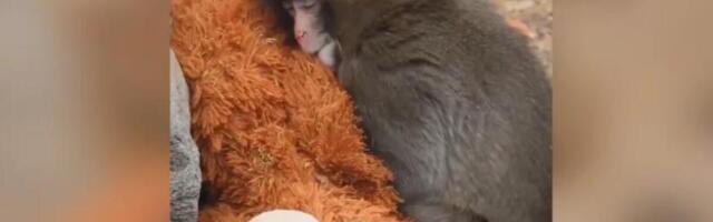 Slike Panča obišle su svet, kao i njegove lutke: Sad je sve dobilo potpuni preokret