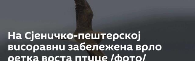 На Сјеничко-пештерској висоравни забележена врло ретка врста птице /фото/