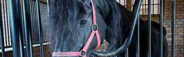 Nestala kobila na području Prislonice, mole se gradjani za informacije sledi nagrada