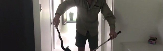 Užas: Ušla im ZMIJA u kuhinju, iza frižidera! (VIDEO)