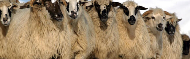 Српски производи крећу за Тунис: усаглашени сертификати за извоз говедине и овчетине