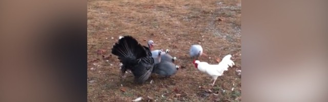Borba živine za parče dvorišta: Ćurke izgurale petla (VIDEO)