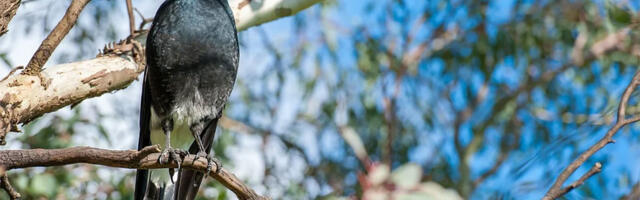 Svrake pomažu jedna drugoj da skinu GPS