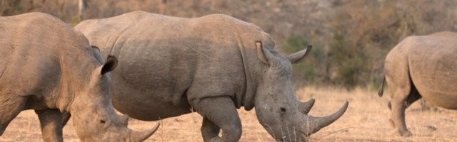 Naučnici otišli korak dalje: Spasiće jednu izumrlu vrstu!