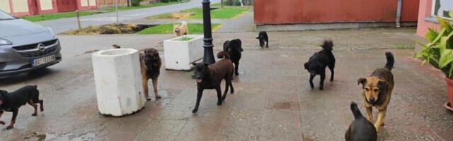 ČOPOR LUTALICA IZUJEDAO ŽENU U RUPČINAMA NA ČUKARICI: Psi kidisali na nju jer je napravila ovu kobnu grešku