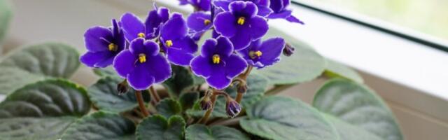 Uz pomoć ovog rastvora, ljubičice će bujati kao lude: Trik kojim se služe iskusni baštovani