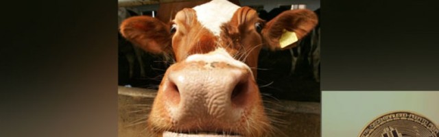 У Црној Гори продата прва крава плаћена биткоином