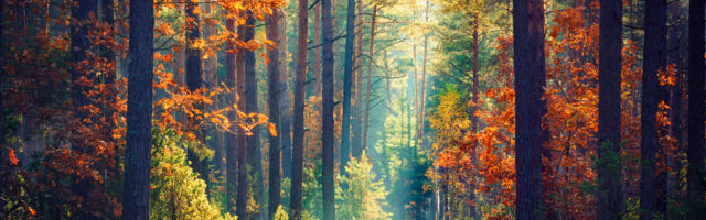 AVALA STUDIOS: Šuma na Košutnjaku ostaće netaknuta