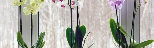 Kako da orhideja cveta tokom cele godine: Mali trikovi velikih majstora